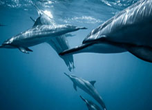 国米官方晒视频：姚明传递奥运圣火经过国米总部